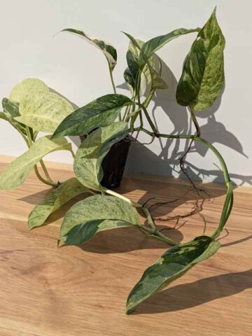 Lg. Monstera Adansonii Laniata Variegated (Actual Plant)