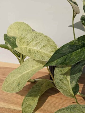 Alternative view of Lg. Monstera Adansonii Laniata Variegated (Actual Plant)