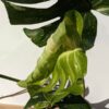 HUGE Monstera Deliciosa Albo Variegata Large Form  (Excellent Variegation First Pics Actual Plant)