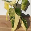 Rare Philodendron Domesticum Variegatum (Actual Plant First Photos)
