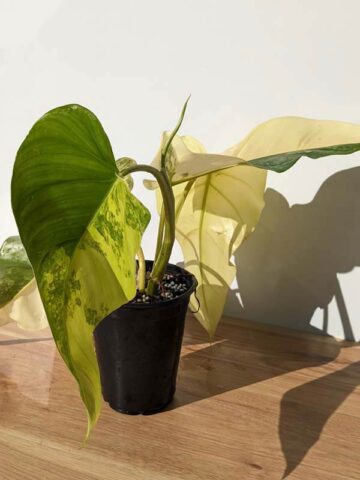 Alternative view of Rare Philodendron Domesticum Variegatum (Actual Plant First Photos)