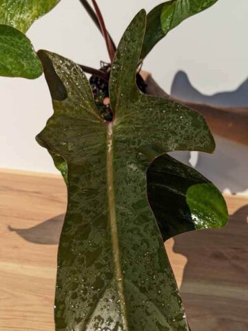 Lg. Philodendron Florida Bronze (Actual Plant)