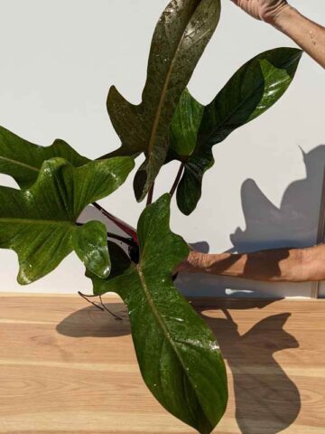 Alternative view of Lg. Philodendron Florida Bronze (Actual Plant)