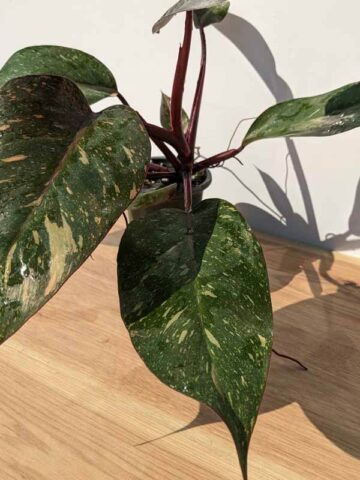 HUGE Philodendron Orange Princess in 4″ pot (Actual Plant First Photos)