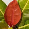 HUGE Philodendron Red Moon (Actual Plant Real, Not TC)