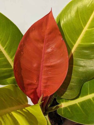 HUGE Philodendron Red Moon (Actual Plant Real, Not TC)