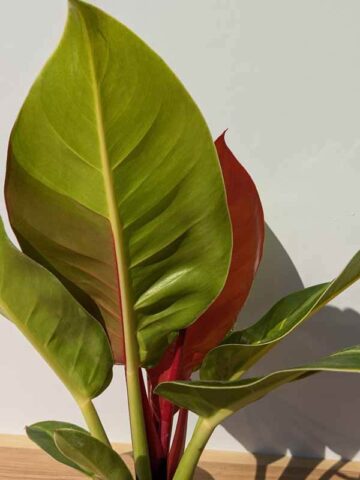 Alternative view of HUGE Philodendron Red Moon (Actual Plant Real, Not TC)