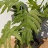 Philodendron Radiatum V Ultra Aurea Plant (Actual Plant)
