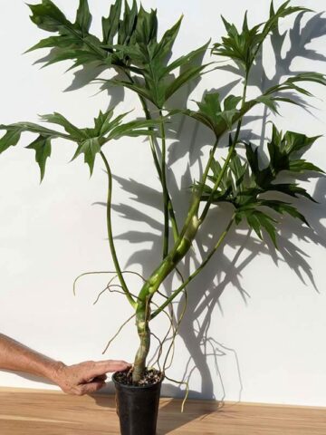 Mature Philodendron Warscewiczii (Actual Plant)