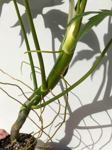Alternative view of Mature Philodendron Warscewiczii (Actual Plant)