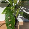 Rhaphidophora cf Versteegii Wideleaf (Actual Plant First Pics)