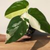 RARE Chiapense Albo Variegata Arrowhead Plant (Actual Plant)