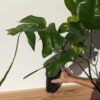 MATURE Epipremnum Stingray Plant  (Actual Plant First Pics)