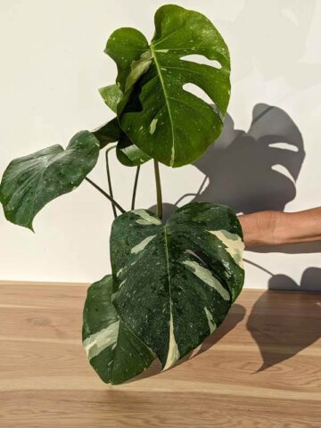 Lg. Monstera Deliciosa Albo Variegata Large Form  (Excellent Variegation First Pics Actual Plant)