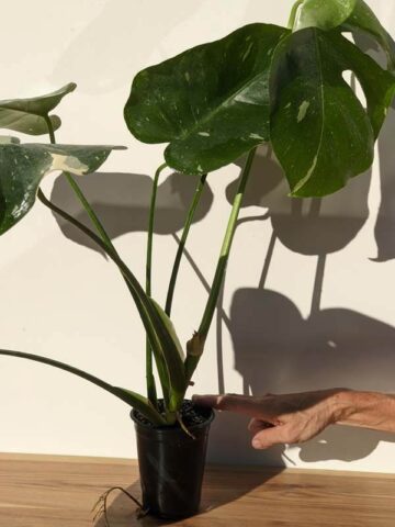 Alternative view of Lg. Monstera Deliciosa Albo Variegata Large Form  (Excellent Variegation First Pics Actual Plant)