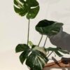 Lg. Monstera Deliciosa Albo Variegata Large Form  (Excellent Variegation First Pics Actual Plant)