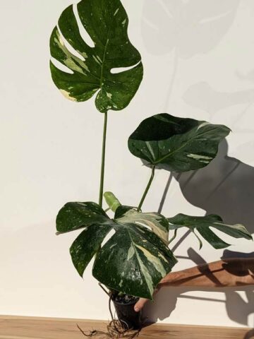 Lg. Monstera Deliciosa Albo Variegata Large Form  (Excellent Variegation First Pics Actual Plant)
