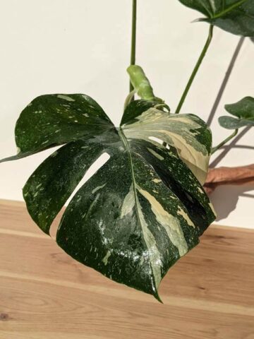 Alternative view of Lg. Monstera Deliciosa Albo Variegata Large Form  (Excellent Variegation First Pics Actual Plant)
