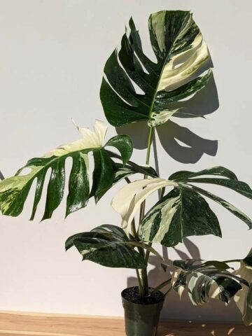 FIRST RELEASE! Monstera Deliciosa cf Sierrana Mint Spider Plant (1 Month Potted, Loosely Rooted)