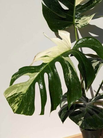 Alternative view of FIRST RELEASE! Monstera Deliciosa cf Sierrana Mint Spider Plant (1 Month Potted, Loosely Rooted)