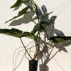 Philodendron Atabapoense Plant  (Actual Plant)