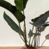 Lg Philodendron Davidsonii Plant in 4” pot (Actual Plant First Pics)