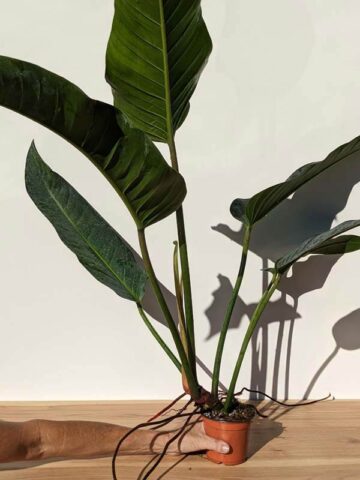 Lg Philodendron Davidsonii Plant in 4” pot (Actual Plant First Pics)