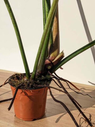 Alternative view of Lg Philodendron Davidsonii Plant in 4” pot (Actual Plant First Pics)