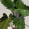 GETS HUGE Philodendron Pluto Plant in 8" Round Pot (Actual Plant)