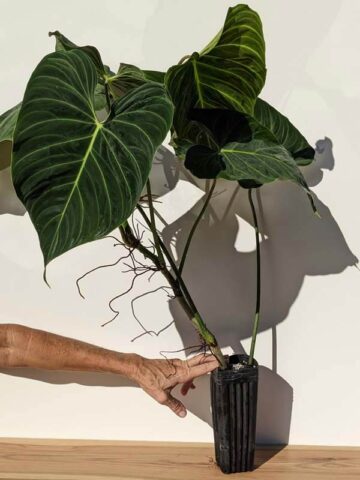 Philodendron Verrucosum x Melanochrysum Plant (Actual Plant First Pics)