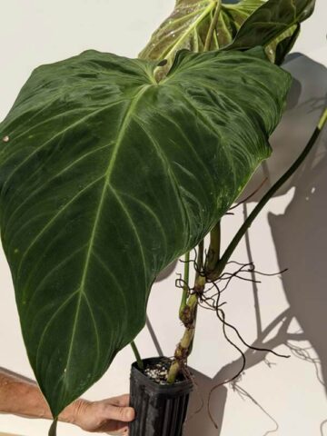 Alternative view of Philodendron Verrucosum x Melanochrysum Plant (Actual Plant First Pics)