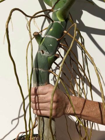 Alternative view of HUGE! Mature Philodendron Warscewiczii (Actual Plant, Most Leaves Removed For Shipping Purposes)