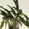 Rhaphidophora Megasperma Plant in 4″ Round Pot (Actual Plant)