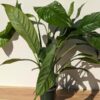 Rhaphidophora cf Versteegii Wideleaf (Actual Plant First Pics)