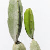 Bronxensis Blue Cactus (hylocereus bronxensis)