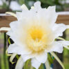 Thomson G2 Dragon Fruit Cactus (hylocereus guatemalensis)