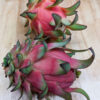 Costa Rican Cebra Dragon Fruit Cactus (hylocereus polyrhizus)