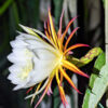 Santa Barbara Red Dragon Fruit Cactus (hylocereus polyrhizus X undatus)