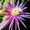 Bruni Green Dragon Fruit Cactus (hylocereus stenopterus)