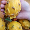 GIANT Sweet Yellow Hybrid Dragon Fruit Cactus (selenicereus megalanthus)