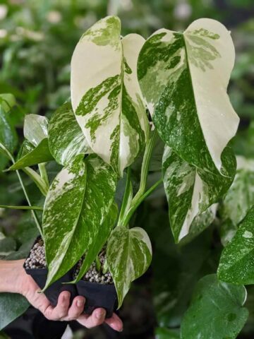 Alternative view of A+ Monstera Del. Borsigiana Albo Variegata "Only A Few, Left Similar To Last Pics"