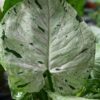 Green Splash Arrowhead Plant (It's New)
