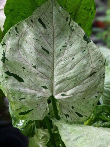 Green Splash Arrowhead Plant (It's New)