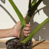 HUGE XL Gold Queen Pothos (epipremnum aureum) (Mature Actual Plant First Pics)