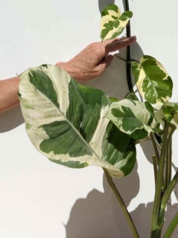 Alternative view of XL  N-Joy Pothos Plant (Mature Actual Plant First Pics)
