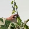 XL  N-Joy Pothos Plant (Mature Actual Plant First Pics)