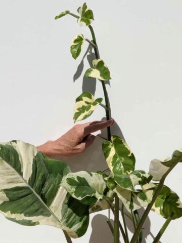 XL  N-Joy Pothos Plant (Mature Actual Plant First Pics)