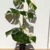 A+ Monstera Del. Borsigiana Albo Variegata (Actual Plant First Photos)
