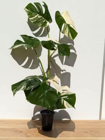 A+ Monstera Del. Borsigiana Albo Variegata (Actual Plant First Photos)
