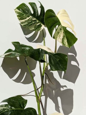 Alternative view of A+ Monstera Del. Borsigiana Albo Variegata (Actual Plant First Photos)